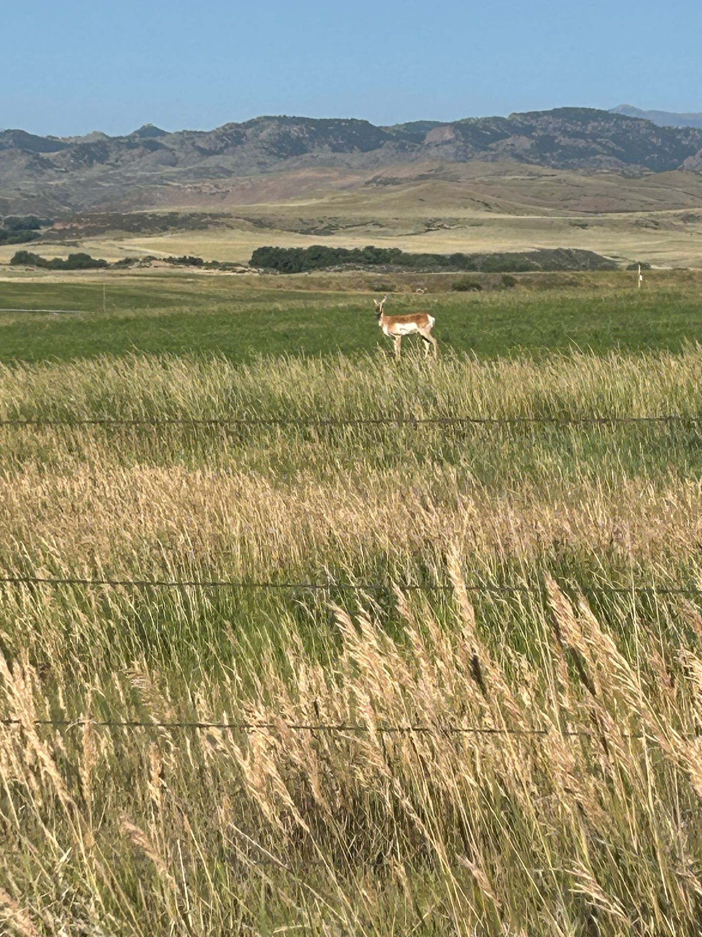 Pronghorn 